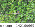 東京瑞穗町狹山池公園的翠鳥（Kingfisher）。 142160665
