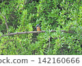東京瑞穗町狹山池公園的翠鳥（Kingfisher）。 142160666