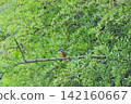 東京瑞穗町狹山池公園的翠鳥（Kingfisher）。 142160667