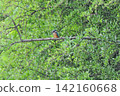 東京瑞穗町狹山池公園的翠鳥（Kingfisher）。 142160668