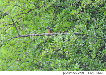 東京瑞穗町狹山池公園的翠鳥（Kingfisher）。 142160668