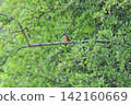 東京瑞穗町狹山池公園的翠鳥（Kingfisher）。 142160669