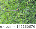 東京瑞穗町狹山池公園的翠鳥（Kingfisher）。 142160670