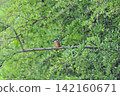 東京瑞穗町狹山池公園的翠鳥（Kingfisher）。 142160671