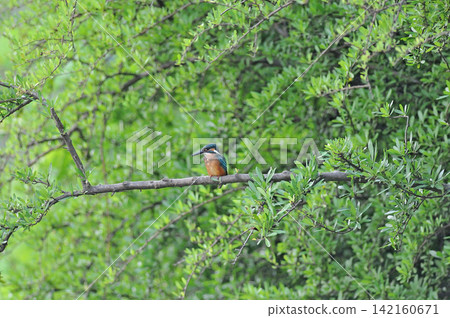 東京瑞穗町狹山池公園的翠鳥(Kingfisher)。 東京瑞穗町狹山池公園的翠鳥(Kingfisher)。 142160671
