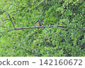 東京瑞穗町狹山池公園的翠鳥（Kingfisher）。 142160672