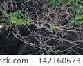 東京瑞穗町狹山池公園的翠鳥（Kingfisher）。 142160673