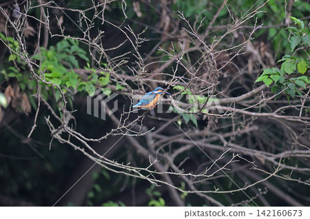 東京瑞穗町狹山池公園的翠鳥(Kingfisher)。 東京瑞穗町狹山池公園的翠鳥(Kingfisher)。 142160673