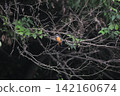 東京瑞穗町狹山池公園的翠鳥（Kingfisher）。 142160674