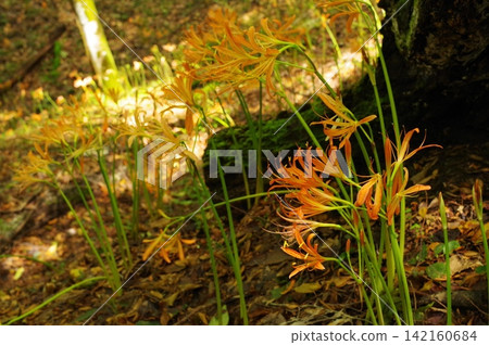 Lycoris radiata (Oguriyama, Aichi Prefecture) Lycoris radiata (Oguriyama, Aichi Prefecture) 142160684