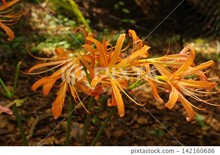 Lycoris radiata (Oguriyama, Aichi Prefecture) 142160686