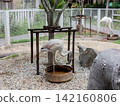 Greater flamingo standing and feeding from a water bowl in a zoo enclosure. 142160806