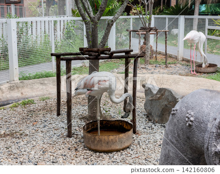 Greater flamingo standing and feeding from a water bowl in a zoo enclosure. 142160806