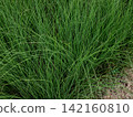 Lush green ornamental grass texture background in a garden. 142160810