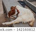 Cute domestic goat licking its leg on an outdoor farm paddock. 142160812
