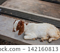 Cute domestic brown and white goat relaxing in a petting zoo. 142160813