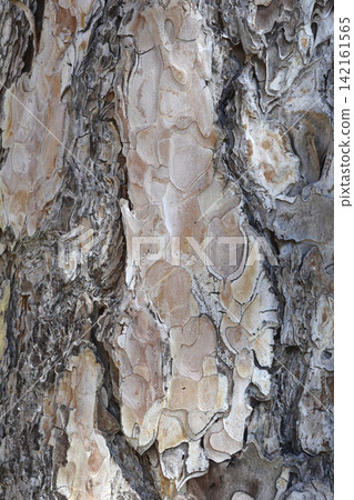 Close up of black pine tree bark pattern Close up of black pine tree bark pattern 142161565