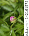 Fragrant peony 142161572