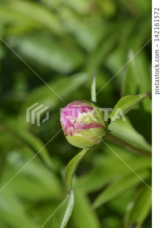 Fragrant peony 142161572