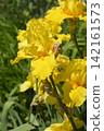 Tall bearded iris Goldfackel 142161573