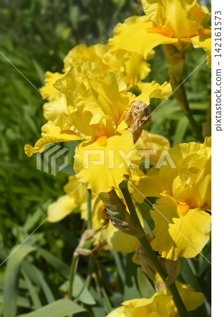 Tall bearded iris Goldfackel 142161573