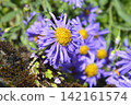 Alpine aster Dark Beauty 142161574