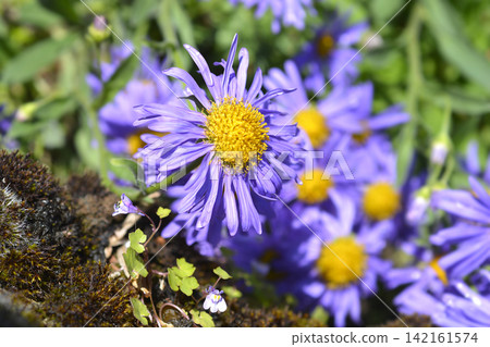 Alpine aster Dark Beauty Alpine aster Dark Beauty 142161574
