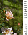 Rose Claus Groth 142161575