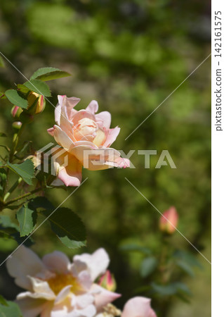 Rose Claus Groth 142161575