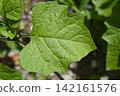 Bladder cherry 142161576