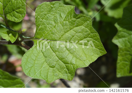 Bladder cherry 142161576