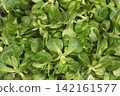 Fresh Green Corn Salad Background 142161577