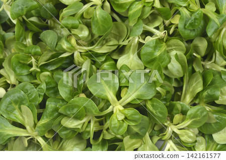 Fresh Green Corn Salad Background 142161577