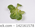 Single Corn Salad Plant on White Surface 142161578