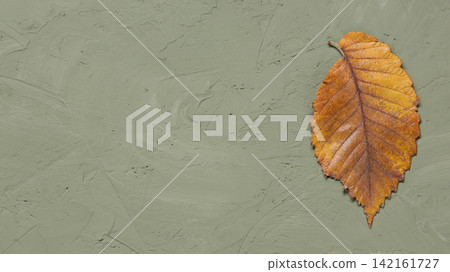 Dry autumn leaf on olive green textured plaster background with copy space. Flat lay top view Dry autumn leaf on olive green textured plaster background with copy space. Flat lay top view 142161727