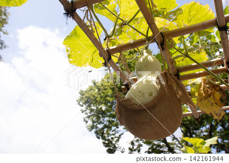A bright, sunny summer sky and a large gourd supported by a stand. A bright, sunny summer sky and a large gourd supported by a stand. 142161944