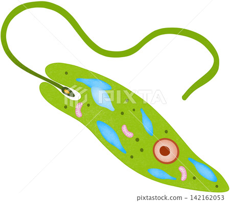 green euglena illustration green euglena illustration 142162053