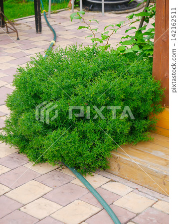 A large round dense green bush or shrub growing on a tiled patio next to a wooden porch and a green garden hose. 142162511