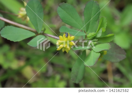 一隻灰色的小象鼻蟲棲息在春天田野裡盛開的普通紅三葉草(Trifolium repens)的黃色顆粒狀花朵上。 一隻灰色的小象鼻蟲棲息在春天田野裡盛開的普通紅三葉草(Trifolium repens)的黃色顆粒狀花朵上。 142162582