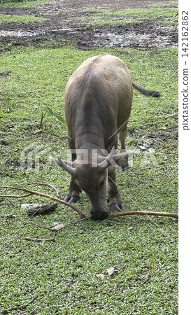 Water Buffalo Chewing on Stick in Grassy Enclosure at Zoo Water Buffalo Chewing on Stick in Grassy Enclosure at Zoo 142162862