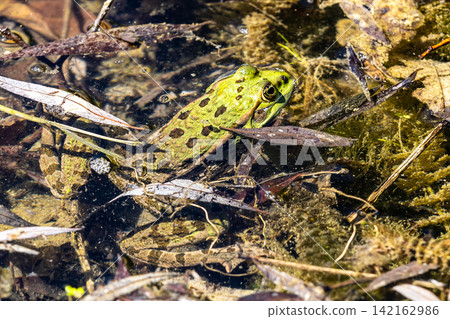 Common frog, Rana temporaria, single reptile croaking in the water Common frog, Rana temporaria, single reptile croaking in the water 142162986