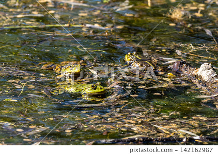 Common frog, Rana temporaria, reptiles croaking in the water 142162987