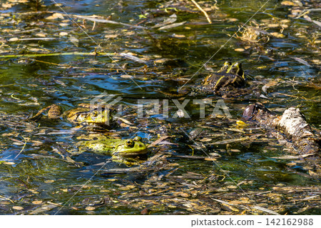 Common frog, Rana temporaria, reptiles croaking in the water Common frog, Rana temporaria, reptiles croaking in the water 142162988