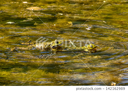 Common frog, Rana temporaria, reptiles croaking in the water Common frog, Rana temporaria, reptiles croaking in the water 142162989