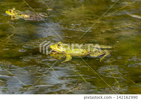 Common frog, Rana temporaria, reptiles croaking in the water Common frog, Rana temporaria, reptiles croaking in the water 142162990