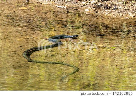 Grass snake, Natrix natrix swimming in a lake in Munich, Germany, Europe Grass snake, Natrix natrix swimming in a lake in Munich, Germany, Europe 142162995