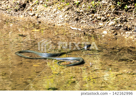 Grass snake, Natrix natrix swimming in a lake in Munich, Germany, Europe Grass snake, Natrix natrix swimming in a lake in Munich, Germany, Europe 142162996