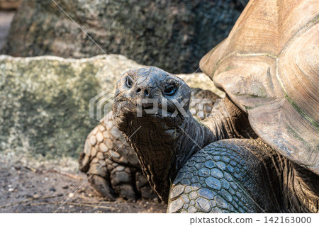 Aldabra giant tortoise, Curieuse Marine National Park, Curieuse, Seychelles Aldabra giant tortoise, Curieuse Marine National Park, Curieuse, Seychelles 142163000