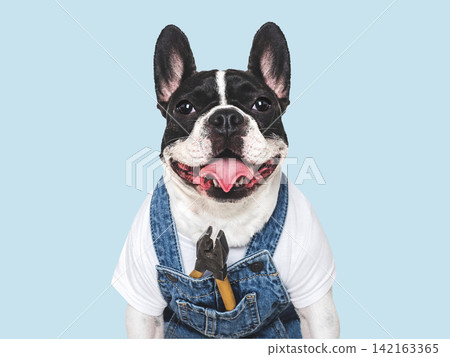 Cute puppy, work overalls and pliers. Studio shot Cute puppy, work overalls and pliers. Studio shot 142163365