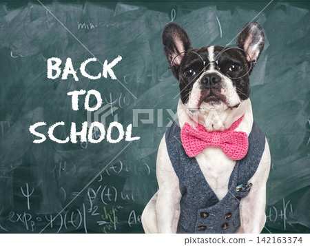 Cute French bulldog sits by chalkboard Cute French bulldog sits by chalkboard 142163374